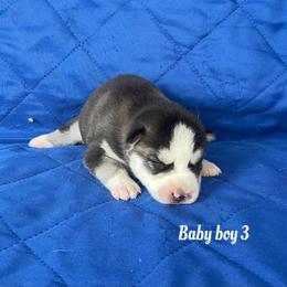 Baby boy 3 - Black and white male Siberian Husky puppy in Ocala, Florida from Florida Husky Puppies