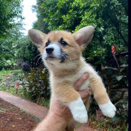 Jade - Red female Pembroke Welsh Corgi puppy in Birmingham, Alabama from Dalton Family Corgis