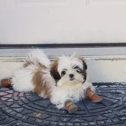 Shih Tzu Puppies from Snowhisper Shih Tzu