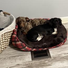 Dachshund Puppies from Mayberry Dachshunds