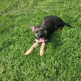 Yvette - Black and tan female German Shepherd puppy in Whitewater, California from Vom Haus Metzler Shepherds