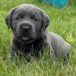 Dilute Retrievers from Hoof-N-Paw Labradors