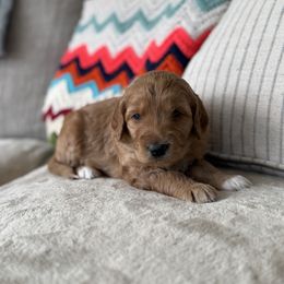 Hazel - Apricot female Goldendoodle puppy in Fayetteville, Arkansas from Mountain Grove Doodles