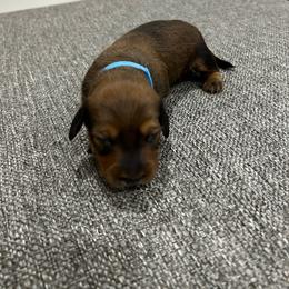 Girl 4 - Sable female Dachshund puppy in Miami, Florida from Marble Dachshunds