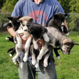 Siberian Husky Puppies from Grayline Siberians