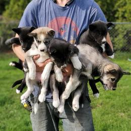 Siberian Husky Puppies from Grayline Siberians
