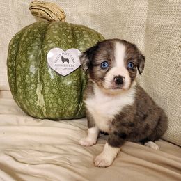 Munchkin - Blue merle Aussiedoodle puppy in Logansport, Indiana from Sandy Hill Farm Aussies, LLC
