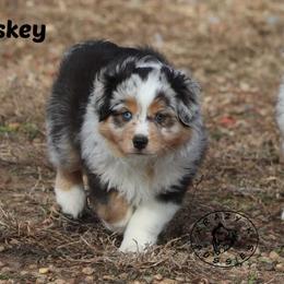 Whiskey - Blue merle male Miniature Australian Shepherd puppy in Garden Plain, Kansas from Krazy K Aussies