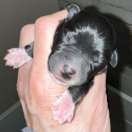 Lola - Black female Miniature Schnauzer puppy in Port Orchard, Washington from Silver Bells Miniature Schnauzers