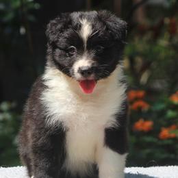 Australian Shepherds from Sunwren Farm
