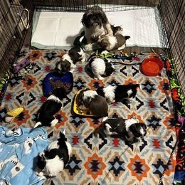 Shih Tzu Puppies from Beachamp’s Shih tzu’s