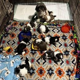Shih Tzu Puppies from Beachamp’s Shih tzu’s