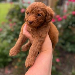 Sprout - Red male Cavapoo puppy in Colcord, Oklahoma from Copper Lane Aussies, Doodles & Cavapoos