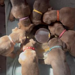 Formentino Female 2 - Fawn female Cane Corso puppy in Clewiston, Florida from Far From Average Kennels
