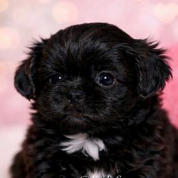 Cookies n Cream - Black and white female Shih Tzu puppy in Texas from Little Foot Paws 🐾