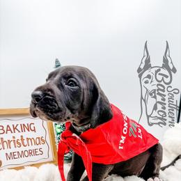 Creed - Black male Great Dane puppy in Prairieville, Louisiana from Southern Barron Danes & Dachshunds