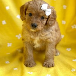 Cavalier King Charles Spaniel, Cavapoo, and Poodle Puppies from Red Skye Cavaliers and Cavapoos