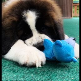 Saint Bernard Puppies from Fletchers Saints