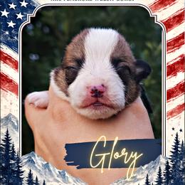 Glory - Sable female Pembroke Welsh Corgi puppy in Warrensburg, New York from The Adirondack Corgi