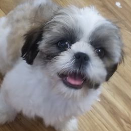 Mal-Shis, Maltese, and Shih Tzus from Michigan Maltese Puppies