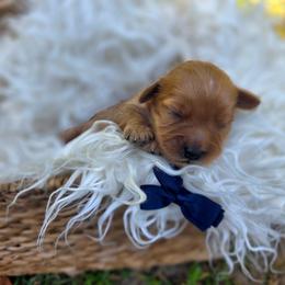 Carrera - male Cavapoochon puppy in Bullard, Texas from Cavapoochon Central LLC