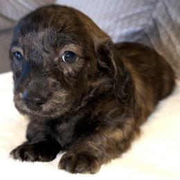 Girl 1 - Brindle female Dachshund puppy in Fredonia, Arizona from Desert Horizon Dachshunds