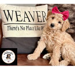 Maroon girl - Yellow and white female Bernedoodle puppy in Altura, Minnesota from Whitewater Bernedoodles & Bluffside Berners