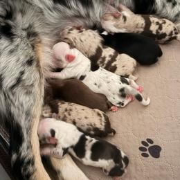Miniature Australian Shepherd puppies from Kari's Mini Aussies