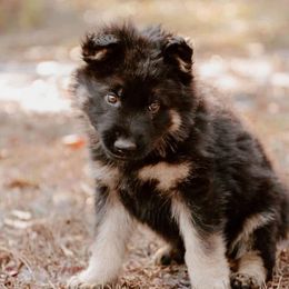 German Shepherds from Anderson Shepherds