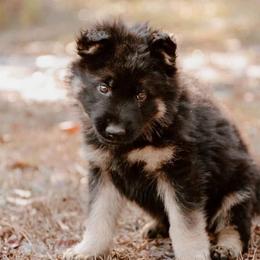 German Shepherds from Anderson Shepherds