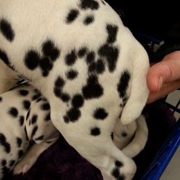 Dalmatian Puppies from Dracorn Dalmatians