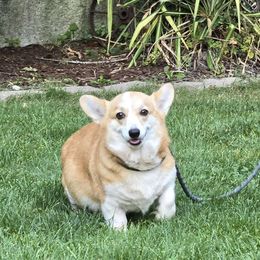 Pippa - Pembroke Welsh Corgi