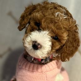 Goldendoodles from Willow Lane Doodles