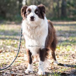 Bella - Australian Shepherd