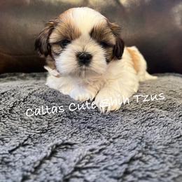 Jingle - Red and white male Shih Tzu puppy in Vernon, New Jersey from Calta’s Cute Shih Tzu