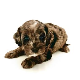 Trent - Brown and white Cockapoo puppy in Montana from Parti Puppies
