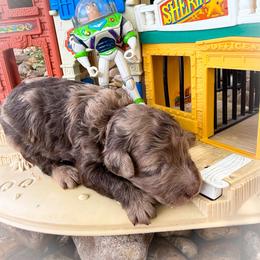 Buzz - Merle male Goldendoodle puppy in Montgomery, Texas from Texas Bello Doodles