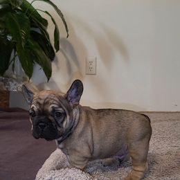 Boy 1 - Fawn French Bulldog puppy in Charlotte, North Carolina from Solid Bulls Kamp LLC