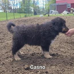 Casno - White male Tornjak puppy in Oxford, Michigan from Blue Shamrock Tornjak