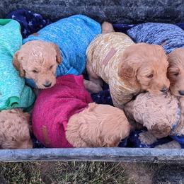 Goldendoodle Puppies from Lu Doodles