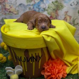Tigger - Red  female Goldendoodle puppy in Williamson, New York from Lakeside Doodles
