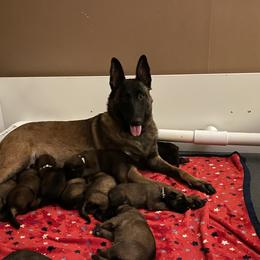 Belgian Malinois Puppies from BlueStone