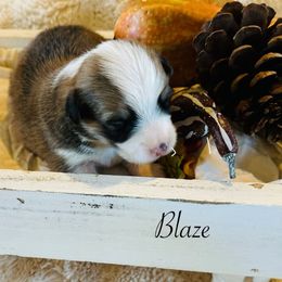 Blaze - Sable male Pembroke Welsh Corgi puppy in Cashion, Oklahoma from Shabby Chic Corgis