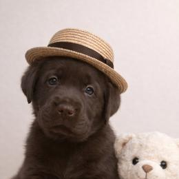 Bruno - Chocolate male Labrador Retriever puppy in Wauconda, Illinois from Oksana's Labrador Retrievers