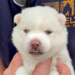 Ghost - White male Pomsky puppy in Spring Hill, Florida from PDQ Pomskies