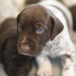 German Shorthaired Pointer Puppies from RED Clay Dogs