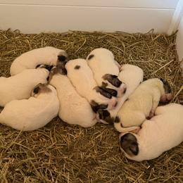 Mr Black - White and badger male Great Pyrenees puppy in Sapphire, North Carolina from Sapphire Valley Great Pyrenees