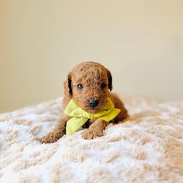 Mac - Red  male Goldendoodle puppy in Elizabethtown, Kentucky from Reddy Poodles & Doodles