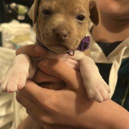 Rat Terrier Puppies from The Puppy Patch Rat Terriers