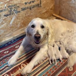 Golden Retriever puppies from Home Sweet Home English Goldens